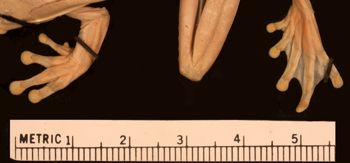 Media type: image;   Herpetology A-15369